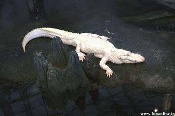 Alligator HD Wallpaper and Background Image - Android / iPhone HD Wallpaper Background Download